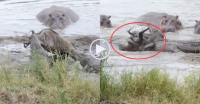 Video: Hà mã ‘thủy chiến’ với cá sấu giải cứu linh dương thoát thân ngoạn mục