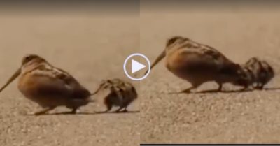 Video: Loài chim dễ gây ‘ức chế’ với cách đi bộ kỳ lạ cà giựt cà giựt