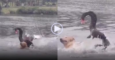 Video: Chó nhà no đòn vì bơi vào lãnh thổ thiên nga