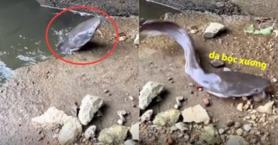 Video: ‘Cười ra nước mắt’ khi câu được cá gầy trơ xương