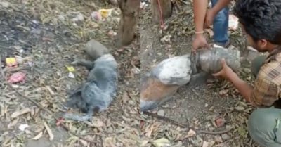 Video: Giải cứu chú chó bị mắc kẹt đầu vào trong chai nhựa