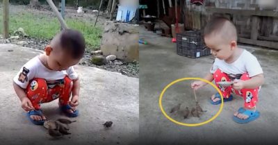Video: Bé trai bón thức ăn cho đàn chim nhỏ