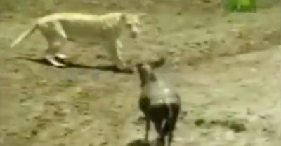 Video: Sư tử giả vờ đầu hàng linh dương ‘ngây thơ’