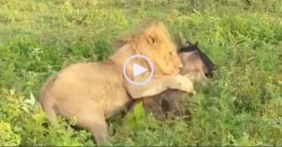 Video: Linh dương non đen đủi đang ngủ trưa thì gặp sư tử