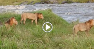 Video: Sư tử dũng cảm đương đầu với dòng nước mạnh và cái kết