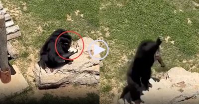 Video: Du khách vui mừng khi được tinh tinh ném trả lại giày