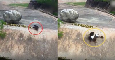 Video: Vịt mẹ ‘sợ độ cao’ dạy đàn con nhỏ cách xuống hồ bơi