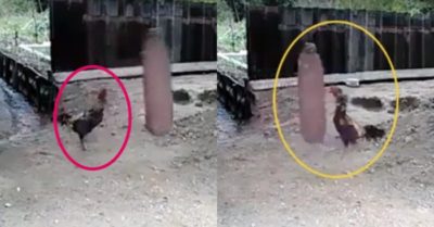 Video: Gà trống tập boxing như võ sĩ