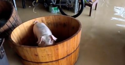 Video: Chủ nhà đặt lợn vào bồn tắm để tránh nước lũ
