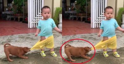 Video: Em bé bối rối vì bị cún con giữ chặt quần