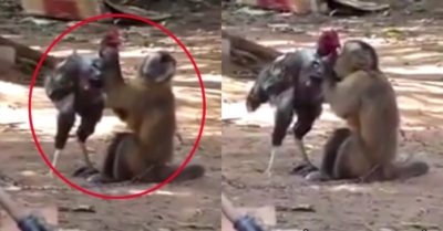 Video: Khỉ hạ gục gà chọi bằng chiêu thức ‘vừa đấm vừa xoa’