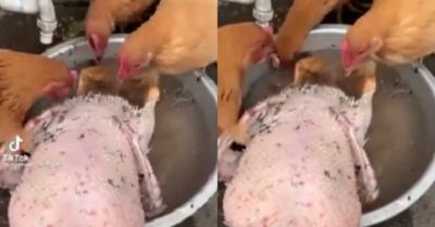 Clip: 3 con gà giúp chủ nhặt lông vịt