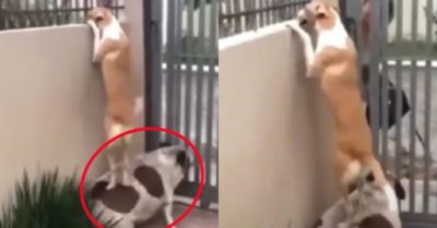 Video: Chó vàng leo lên lưng bạn để hóng chuyện