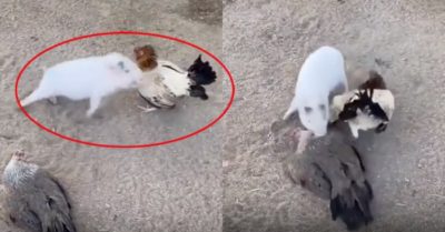 Video: Lợn con tốt bụng ngăn gà ẩu đả và cái kết