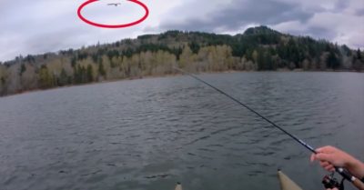 Video: Chim ưng biển sà xuống ‘vay cá’ cần thủ ngay trên dây câu