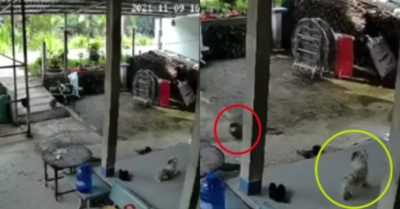 Clip: Chó con giật mình vì quả mít lăn vào nhà