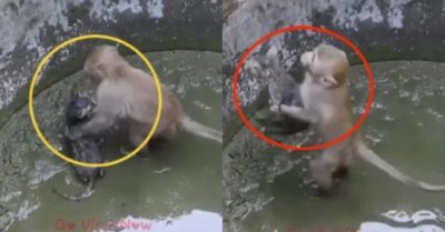 Video: Khỉ nhảy xuống bể cứu mèo