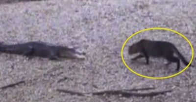 Video: Con mèo tung cước khiến cá sấu giật mình bỏ chạy
