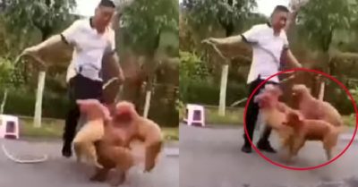 Video: 4 chú chó cưng nhảy dây cùng ông chủ