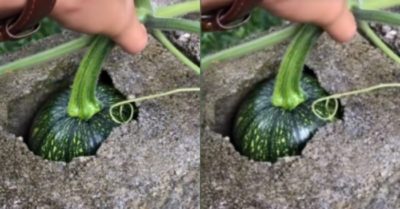 Clip: Gia chủ ‘đau đầu’ nghĩ cách thu hoạch quả bí