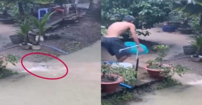 Video: Cặp đôi cá khủng ngược dòng ‘dạo chơi’ bị gia chủ bắt gọn