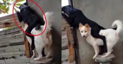 Video: Chó đen leo lên lưng bạn hóng hớt chuyện hàng xóm