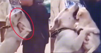 Video: Chó mẹ gào khóc ôm chặt khi thấy chủ định mang con đi