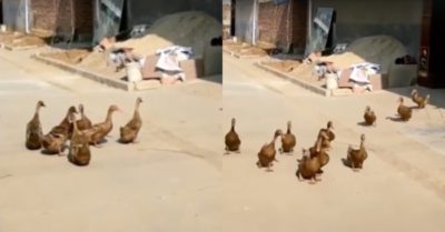 Video: Đàn vịt ghé qua nhà hàng xóm rủ bạn đi chơi