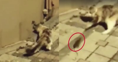 Video: Mèo ngơ ngác khi bị chuột tấn công