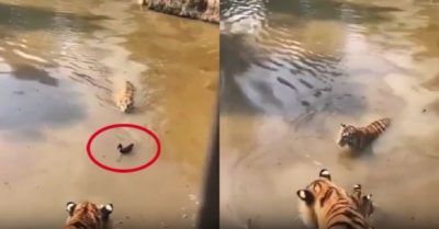 Video: Ba con hổ ngẩn ngơ trước màn tẩu thoát của vịt con