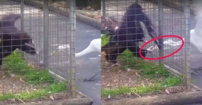 Video: Cò mắc bẫy vì cướp thức ăn của đại bàng