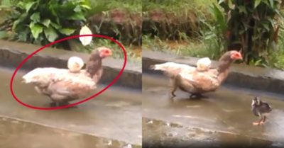 Clip: Cõng con trên lưng gà mẹ rón rén nhấc chân đi từng bước