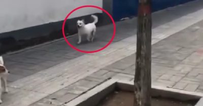 Video: Cún cưng nhảy chân sáo trên đường đi gặp bạn