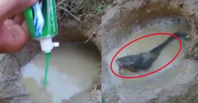 Video: Thanh niên dùng kem đánh răng dễ dàng bắt trọn hang cá trê
