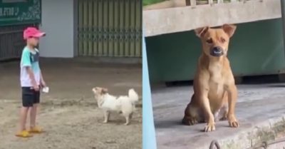Video: Bé trai hóa đá khi gặp ‘hai con chó dữ’