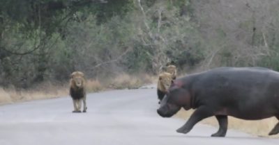 Video: Đàn sư tử khép nép dừng lại khi thấy hà mã qua đường