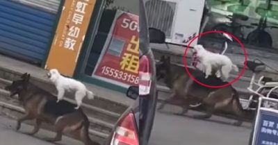 Video: Chó becgie cõng cún bé nhỏ dạo phố