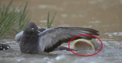 Video: Cá trê sát thủ dài 2,5 mét nuốt chửng bồ câu trong nháy mắt