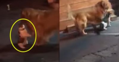 Video: Gâu đần lôi mèo về để không đi gây sự oánh nhau