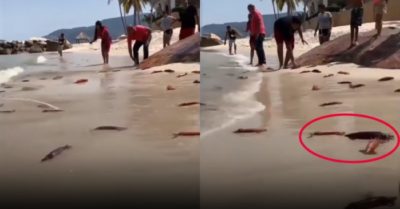 Video: Người dân đua nhau thả mực về biển