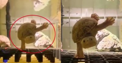Video: Rùa ‘trồng cây chuối’ trong bể nước
