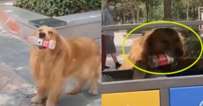Video: Gâu đần thông minh tự biết vứt rác sau khi xin nước uống