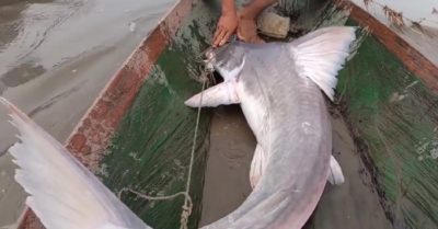 Video: Ngư dân giăng câu bắt cá 50kg trên sông