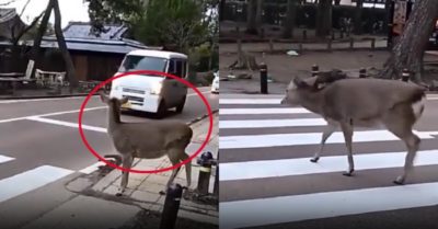 Video: Nai con ‘cảm ơn’ tài xế ôtô khi được nhường đường