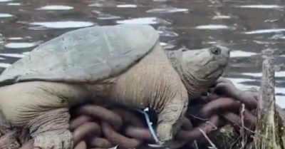 Video: Rùa ‘lực sĩ’ tự tin khoe cơ bắp cuồn cuộn