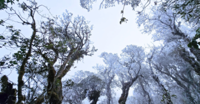 Băng giá bất ngờ xuất hiện ở “thiên đường mây Tà Xùa” vào tháng 3