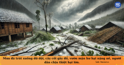 Mưa đá Sơn La: Trận mưa lớn gây thiệt hại nặng vườn mận, đào