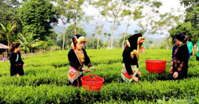 Hành trình khởi nghiệp của người phụ nữ dân tộc với thương hiệu chè Liên Minh