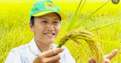 Canh tác lúa giảm phát thải: Giải pháp kép cho kinh tế và môi trường