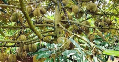 Sự thật về tin đồn sầu riêng Đắk Nông ngâm hóa chất: Cảnh báo từ cơ quan chức năng